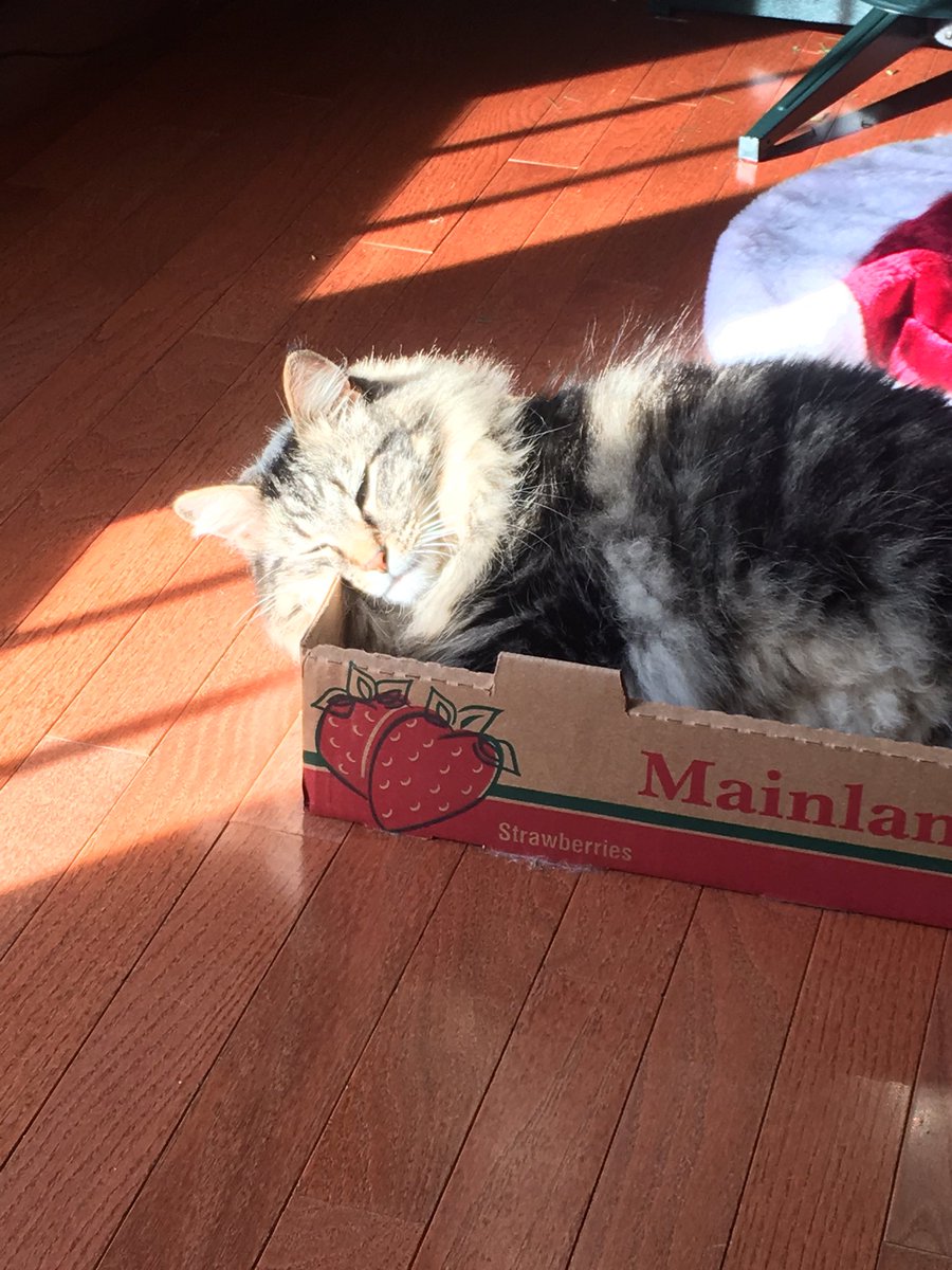 #Caturday Christmas is over. My people are packing up the decorations. Nobody is touching my box....#trappedbyasunbeam