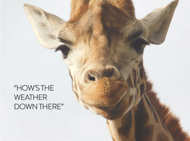 Piin_App's tweet photo. Ever been on a date where you feel like a giraffe next to a pug? Lets avoid these situations with our advanced height feature, handpicking the height of your date. #ohyes #perfectmatch #singlegirl #singlelady #dating2018 #onlinedating #datingapp #dating #datingin2018 #datinglife https://t.co/RLfWsKf90s