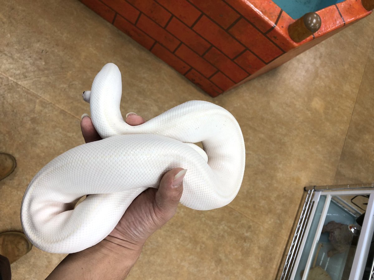 ペポニ インター店 ボールパイソン アイボリー 僕の今年の最後のツイートは縁起のよさそうな白蛇 餌食い良好の混じり気のない美形な個体です ボールパイソン ナガトモ