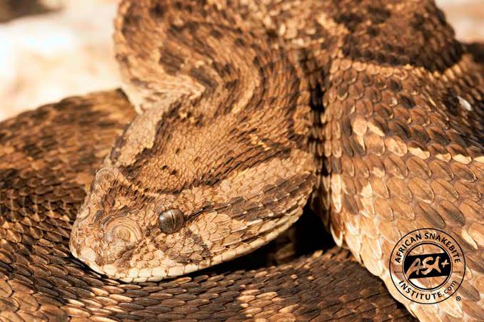 r_v_romburgh's tweet image. Here is another Native species of snake in Southern Africa, the Puff After, fun fact about this species is that they have the fastest strike of any snake in the world, I don't know how fast though. #SnakesofSA #PuffAdder
