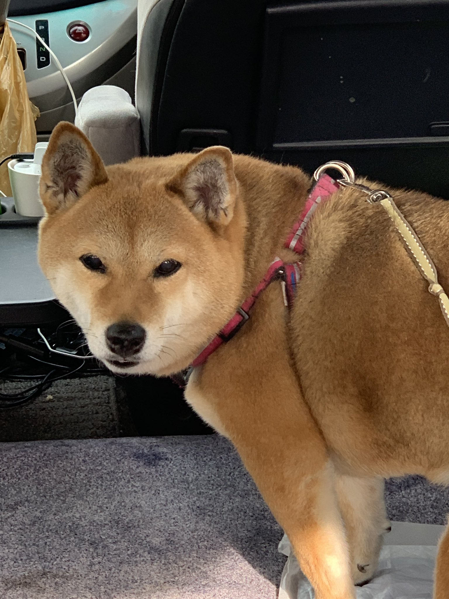 湘南ペットハイヤー X48k0c0k Twitter