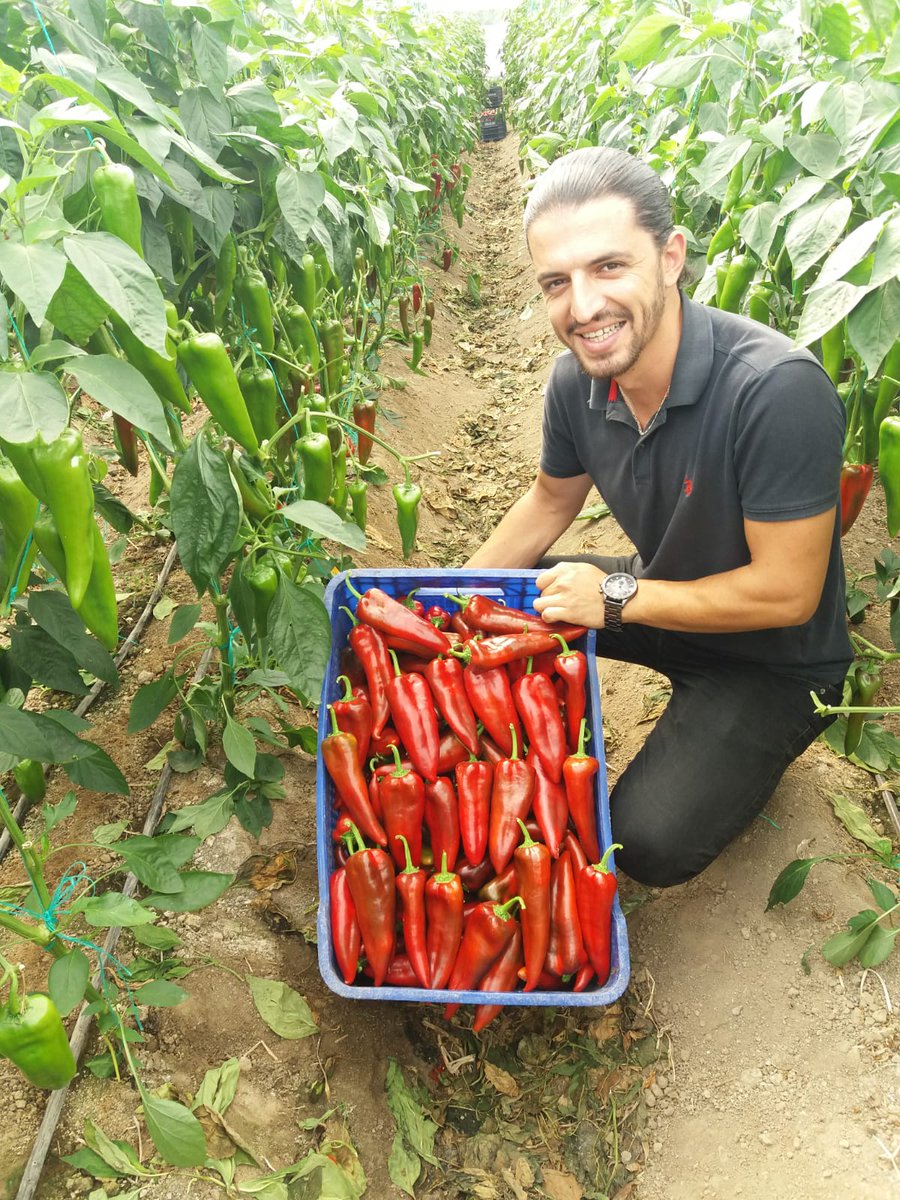 Metgentohum's tweet photo. Zaruri F1 Kapya Biber
Antalya / Türkiye
#Zaruri #bejozaden #bejoseed
#kapya #kapyabiber #pepper
#kapiapepper https://t.co/RMdP3r74dM