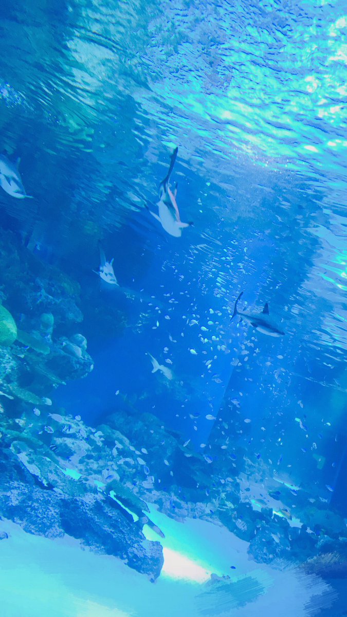 リトルフープ Little Hoop こんばんは 先日水族館に行ってきました 水族館大好きなんですよ 海とか魚とか水とか そういうのを見るとすごく落ち着くんです また行きたいなあ 次はぜひ一緒に行きましょう 梨桜 ちなみに二枚目待ち受けです