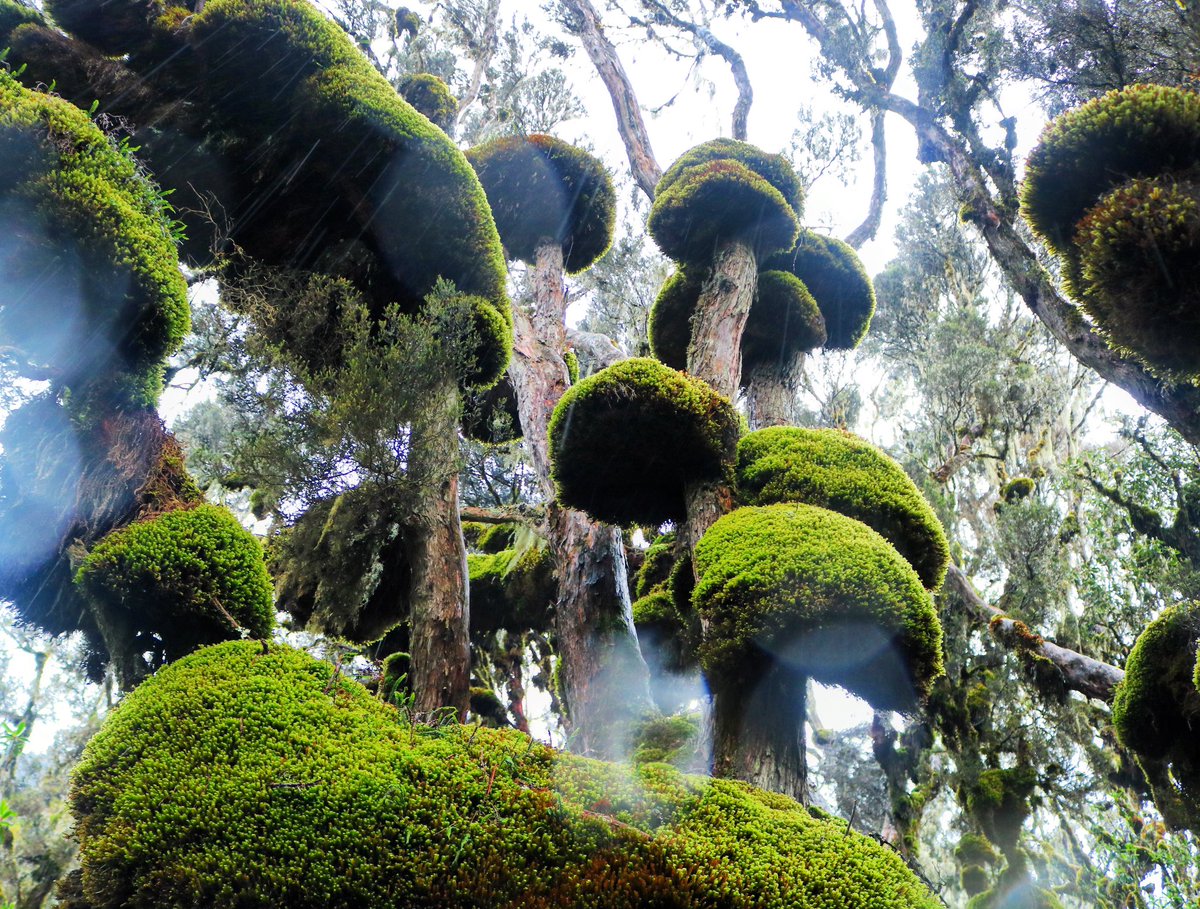 jason_nge's tweet photo. Mossy wonderland of the Ericaceous heather vegetation at the Rwenzori mountains of Uganda. .
.
#Rwenzori #RwenzoriTrekking #MountainsOfTheMoon #Uganda #EastAfricanRift #Ruwenzori #botany #NatureLandscapes #alpinevegetation #AfricanLandscapes #AfricanFlora https://t.co/bH0irQI16x