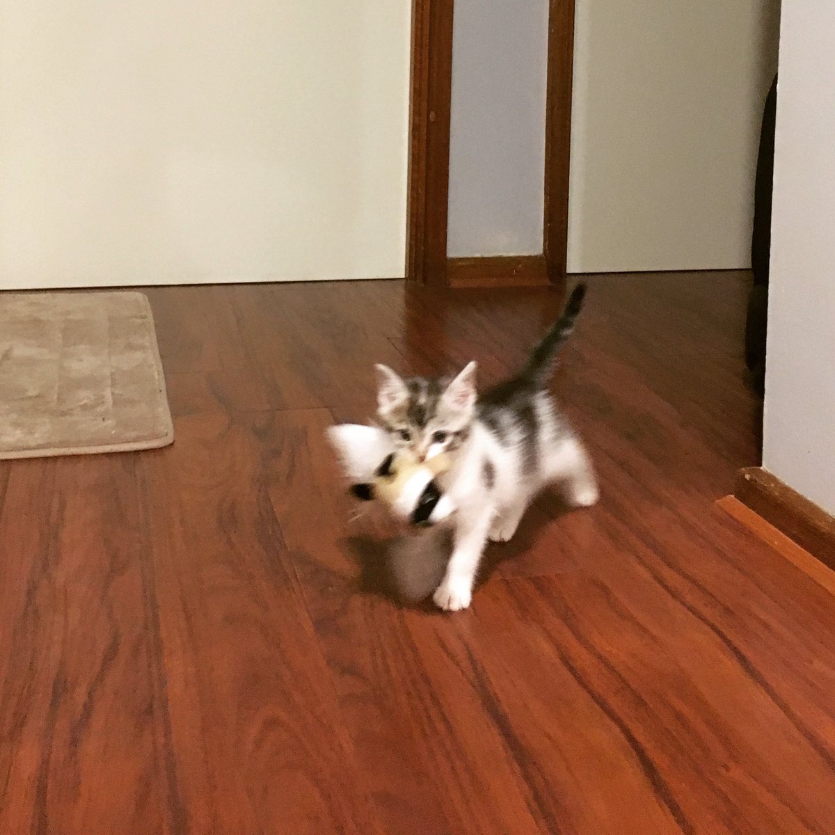 Having a tough time not adopting new kittens, so I’ve gotta reminisce with old photos instead.
#ToughChweong #cat #CatsOfTwitter #bestmeow #meowbox #weeklyfluff #catoftheday #kitty #kitten #TheMotleyGeek