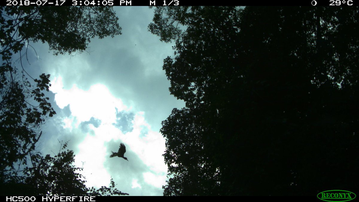 solomilne's tweet image. Got a great snap of what I think is Rhinoceros #Hornbill  (Buceros rhinoceros) passing over a Strangler Fig (Ficus kerkhovenii) in the @UNDPproject.