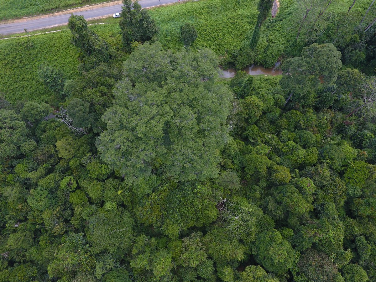 solomilne's tweet image. Got a great snap of what I think is Rhinoceros #Hornbill  (Buceros rhinoceros) passing over a Strangler Fig (Ficus kerkhovenii) in the @UNDPproject.