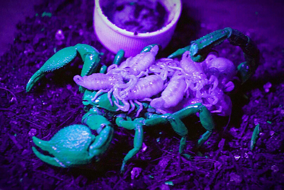 Gasagasa 水生生物採集 ダイオウサソリ サソリ ブラックライト On Off T Co Puhbwvq2ke Twitter