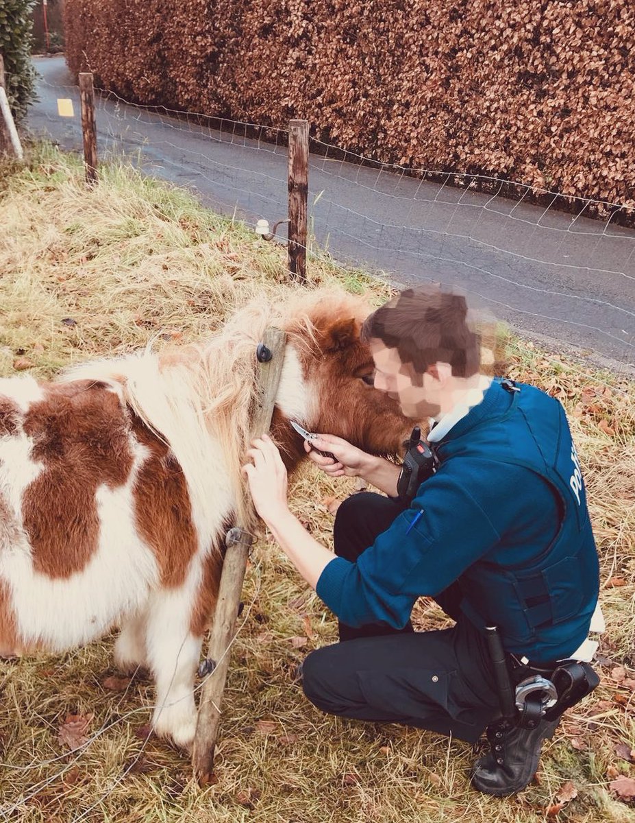 PZ_MINOS's tweet photo. Onze inspecteurs hebben deze ochtend een pony uit zijn benarde positie bevrijd. Hij kreeg eveneens slachtofferhulp aangeboden. 😀 https://t.co/9P0TjllLoQ
