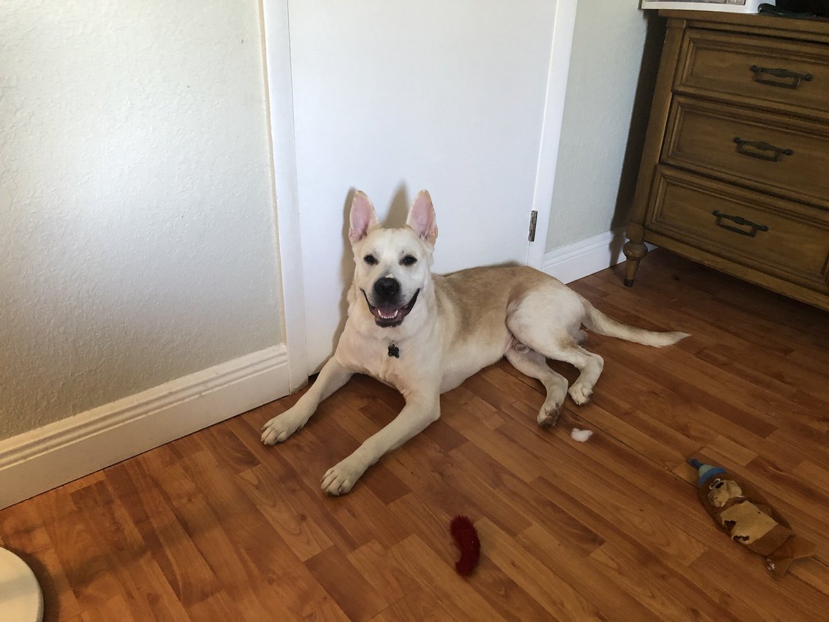 Anna Pesantes tweet media