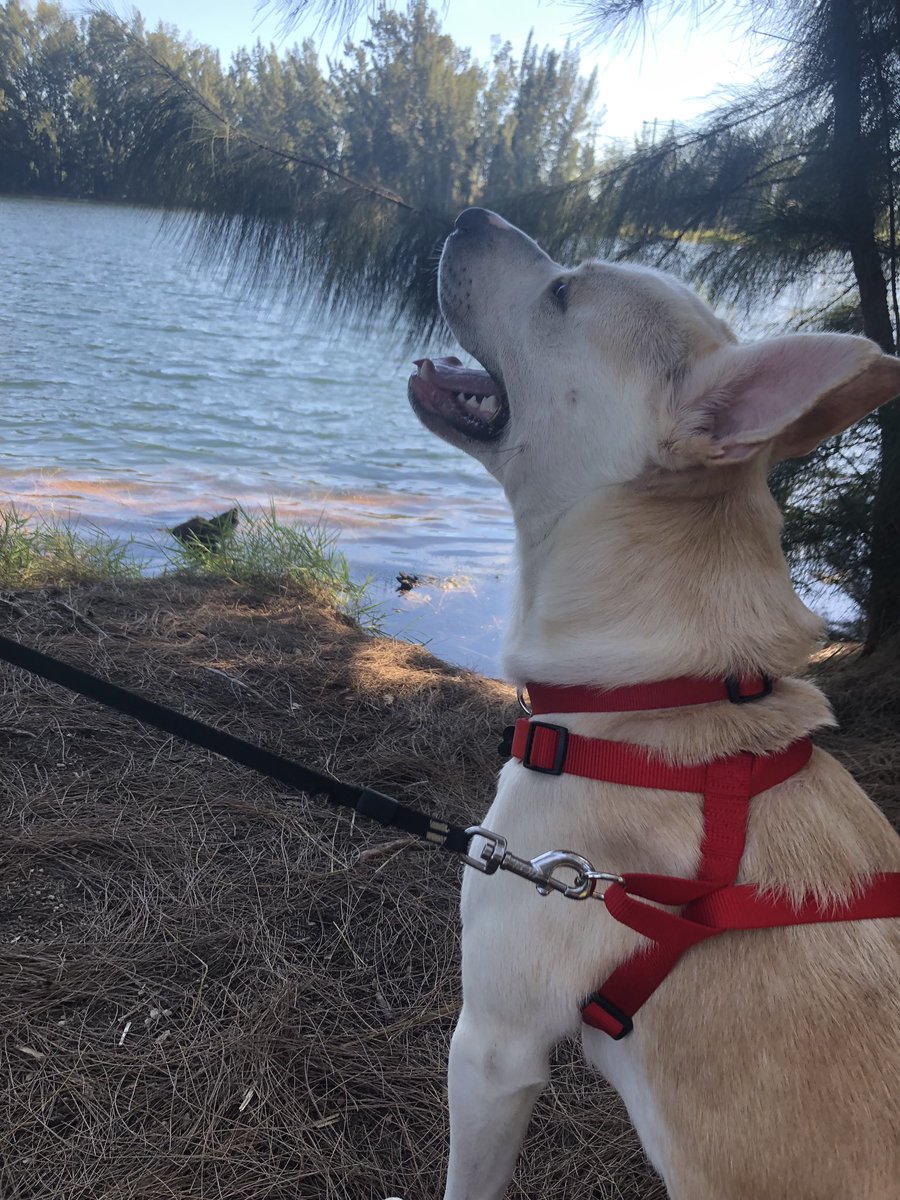 Anna Pesantes tweet media