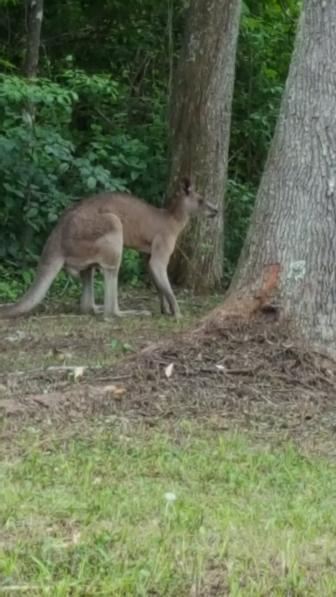 rumpel_fool's tweet photo. Saw this wonderful kangaroo the other day. Saw many kangaroos. Makes me happy! They're the best :) https://t.co/8srCOJ4Peg
