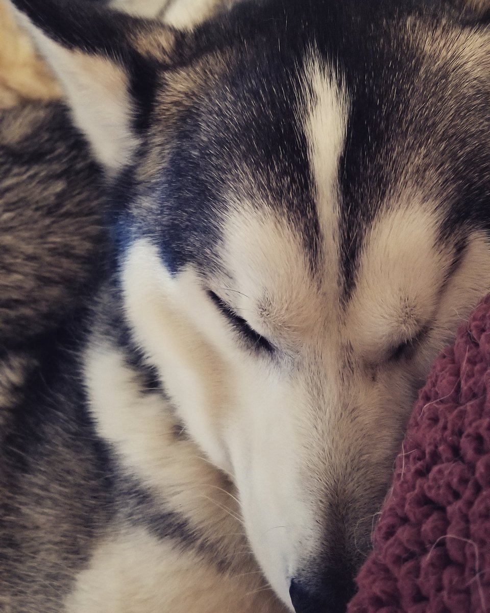 zbeast13's tweet photo. #snugglepup #snugglebuddies #snugglesarethebest #sleepybear #slumberpup #itsahuskything #huskypuppy #packlife #huskylife #husky https://t.co/VTZpKV8A33