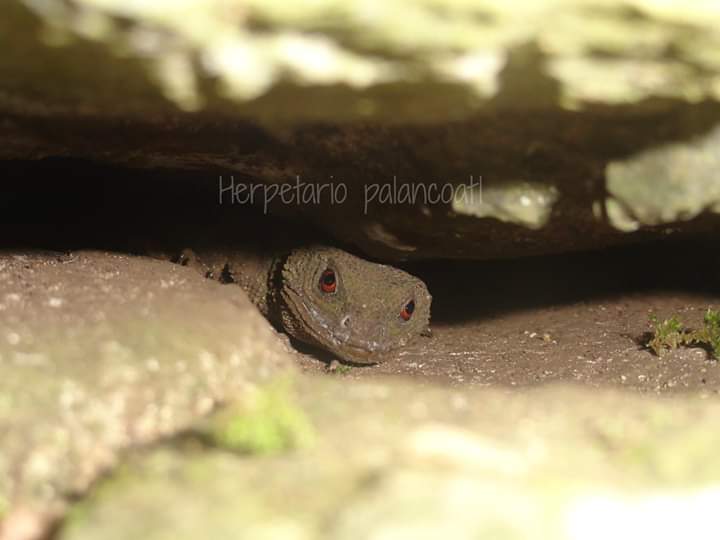 palancoatl's tweet photo. Xenosaurus grandis

Escorpión de piedra,  Knob Scaled Lizard

Lagartija de 280 mm. Cuerpo aplanado. Ojos rojos. Saxicola (habitantes de grietas). Vivípara. Insectívora. Se encuentra desde Veracruz en México hasta el centro de Guatemala.

#Xenosaurus
#Xenosaurusgrandis
#Palancoatl https://t.co/LkObo4wzUE