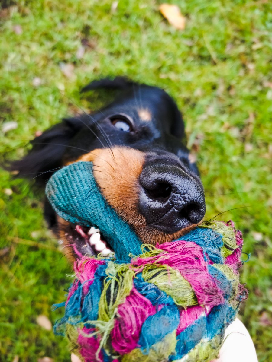 DachshundMerle's tweet photo. #rawr https://t.co/XP7HjT5SMp