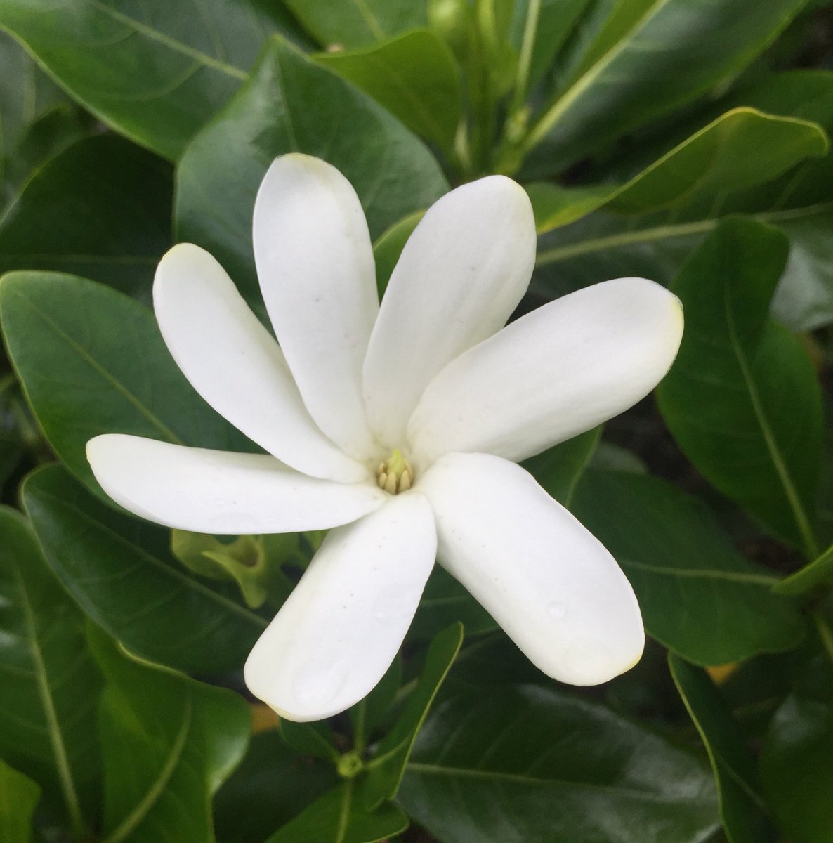 Tiaré Hashtag On Twitter