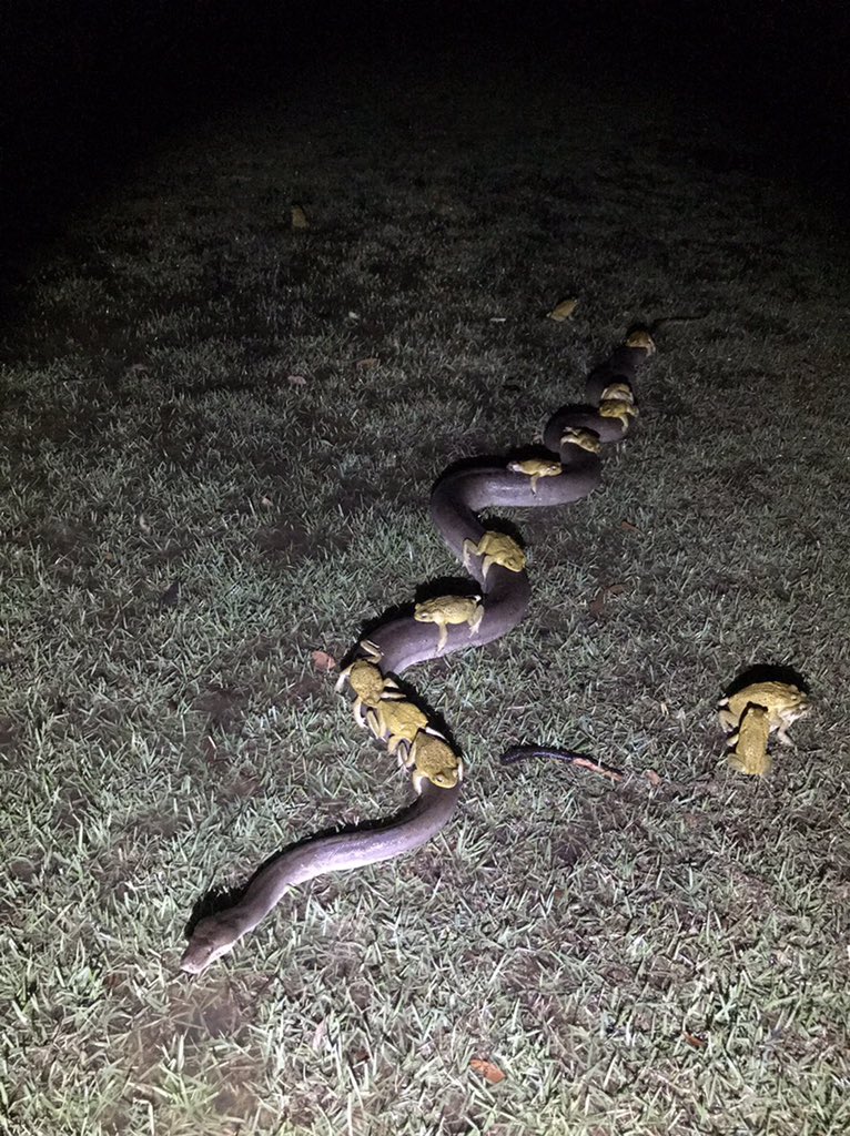 68mm just fell in the last hour at Kununurra.  Flushed all the cane toads out of my brothers dam.  Some of them took the easy way out - hitching a ride on the back of a 3.5m python.