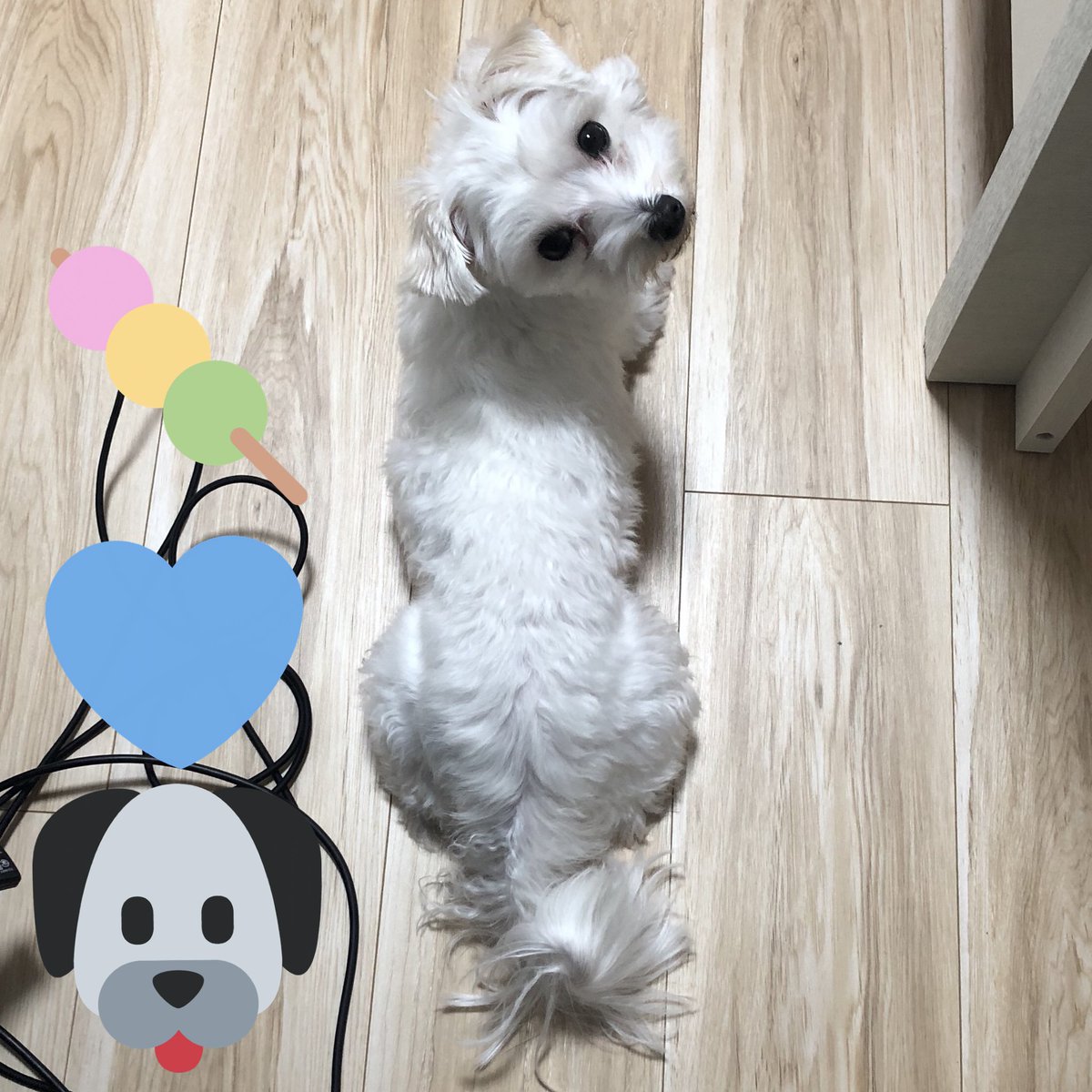 佃煮のりお 犬山たまき Sur Twitter 我が家の犬 ひめ って名前なんだけど 最近名前呼ぶたびに織田信姫のでかい顔が脳裏に浮かんでくる ちなみにマルチーズって犬種なんだけど 犬山たまきの元ネタはマルチーズだったりする 信たまてぇてぇ 佃煮のりお 犬山たまき Sur Twitter 我が家の犬 ひめ って名前なんだけど 最近名前呼ぶたびに織田信姫のでかい顔が脳裏に浮かんでくる ちなみにマルチーズって犬種なんだけど 犬山たまきの元ネタはマルチーズだったりする 信たまてぇてぇ