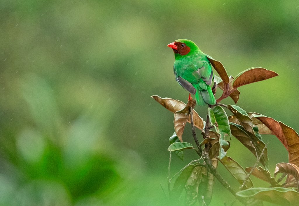 This Grass-green Tanager was very cooperative for photographs during our latest birding tri to northern Peru.
greentours.com.pe