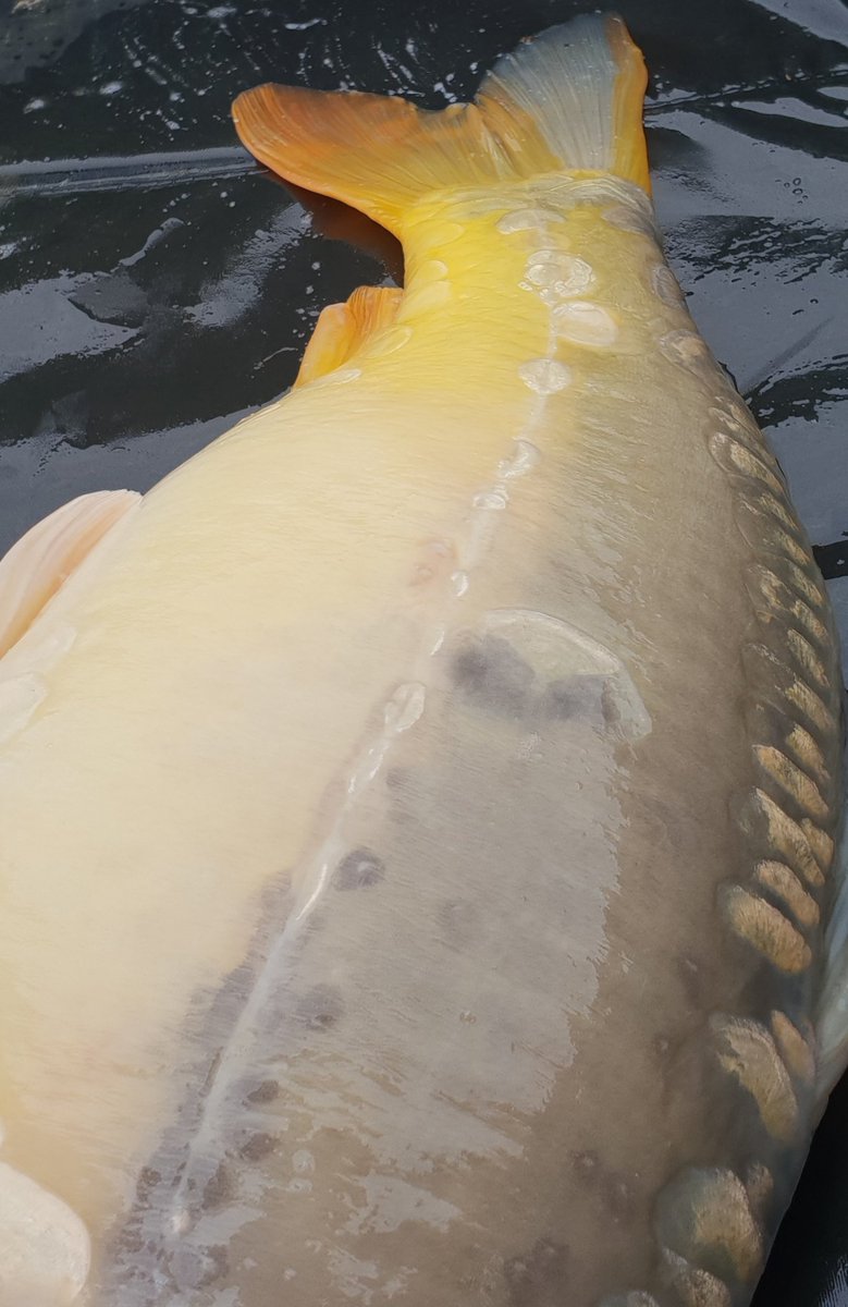 SuccessfulBait's tweet photo. #successfulbaitsuk Team Leader Mark was out on a quick session today &amp; was rewarded with this lovely 8lb #mirrorcarp. Our soon to be released #Seafood #boilie tempting the #carp into feeding. #keepitsuccessful #carpfishing #bestbaits #carpangling #carpy #carping #bait #fishing https://t.co/wpVTL65azJ