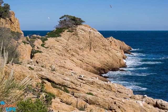 UncontainedLife's tweet photo. Miles and miles of #coast, each more spectacular than the last. #CostaBrava #Spain #UncontainedLife https://t.co/SrY6dguKeC https://t.co/IDyvszeDYJ