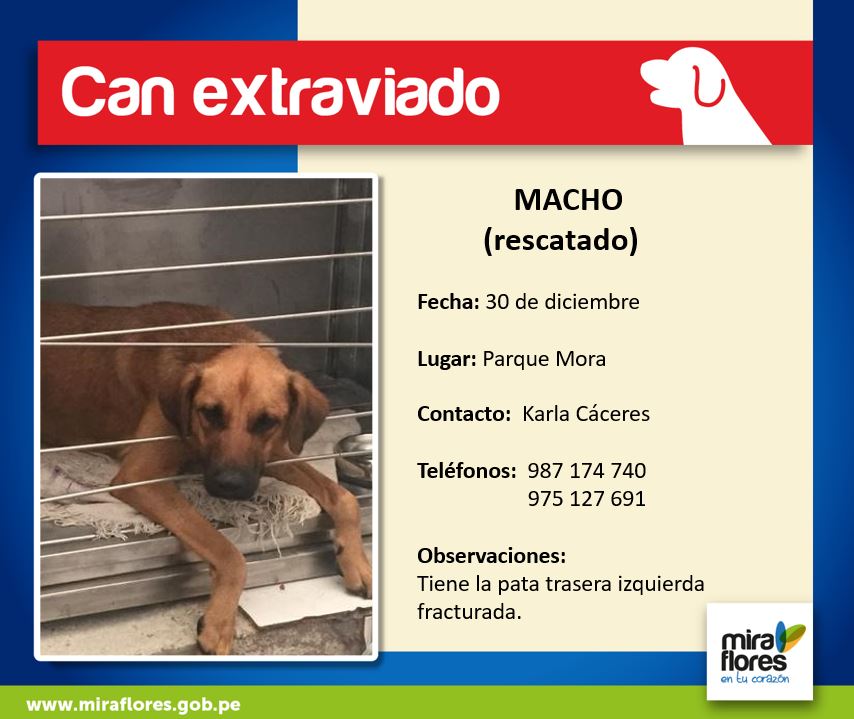 miraflores24h's tweet photo. #CanExtraviado Dale RT y Difunde por favor, ayudémoslo a volver a casa. https://t.co/WihJ5UHLPb