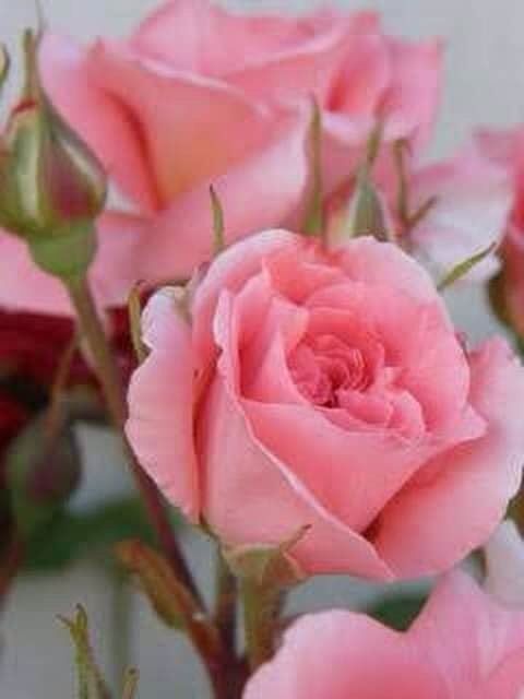 Cathhewat123's tweet photo. Enjoy a Nice Sunday Everyone .. Take Care 🌺🌺💐💐😘 https://t.co/4fWXUXrBdw