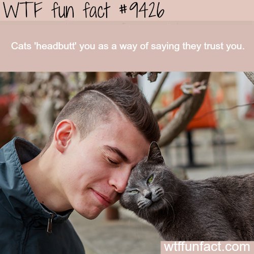 BrainOnFactspod's tweet image. #Bonk!  We had a cat who would rear up with such velocity to headbutt that it was like being in a mosh pit. #cats #kittehsofinstagram