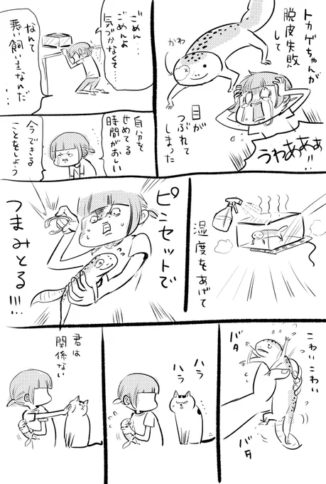 うちで飼っているレオパのトカゲちゃんに先日おきたことです。 