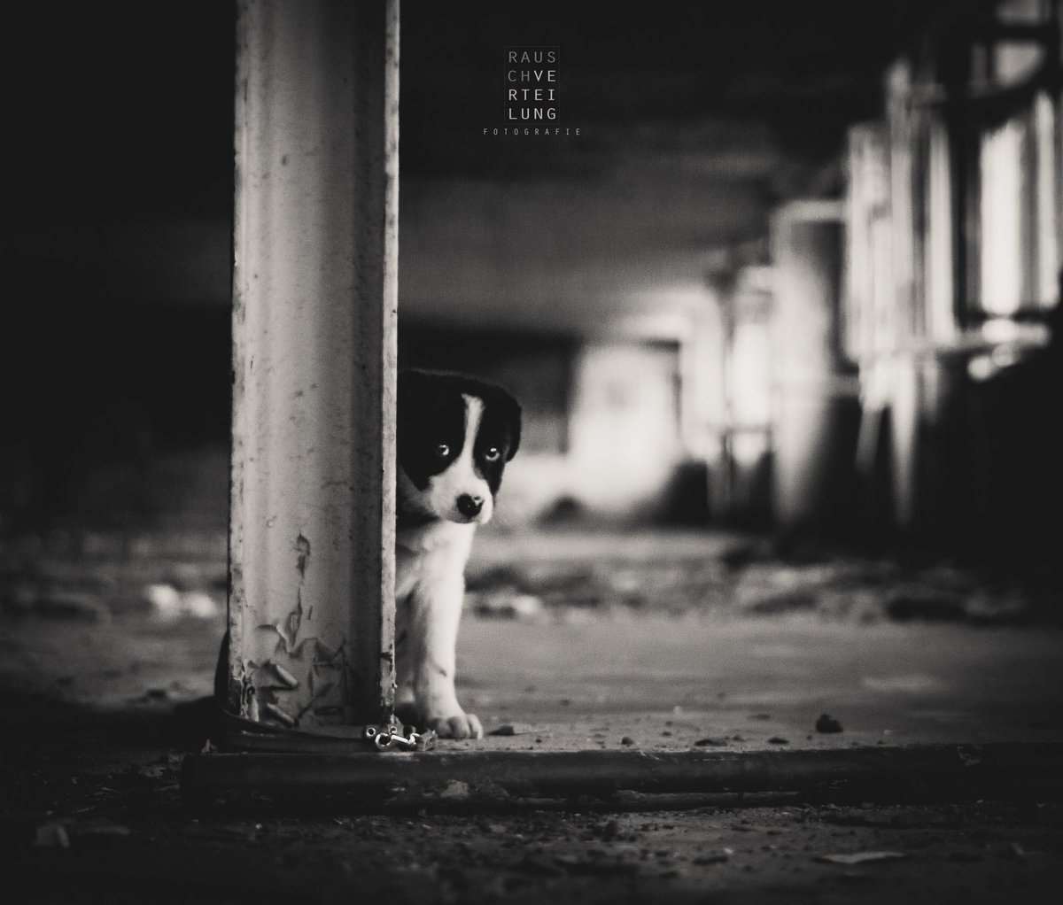 krischaanklaus's tweet photo. Tiere gehen ja bekanntlich immer und bei dem Blick sowieso. 
„Bedröppelt“ 
#dog #haustier #welpe #photography #photooftheday #bnw https://t.co/Pw9NZ9CLn7