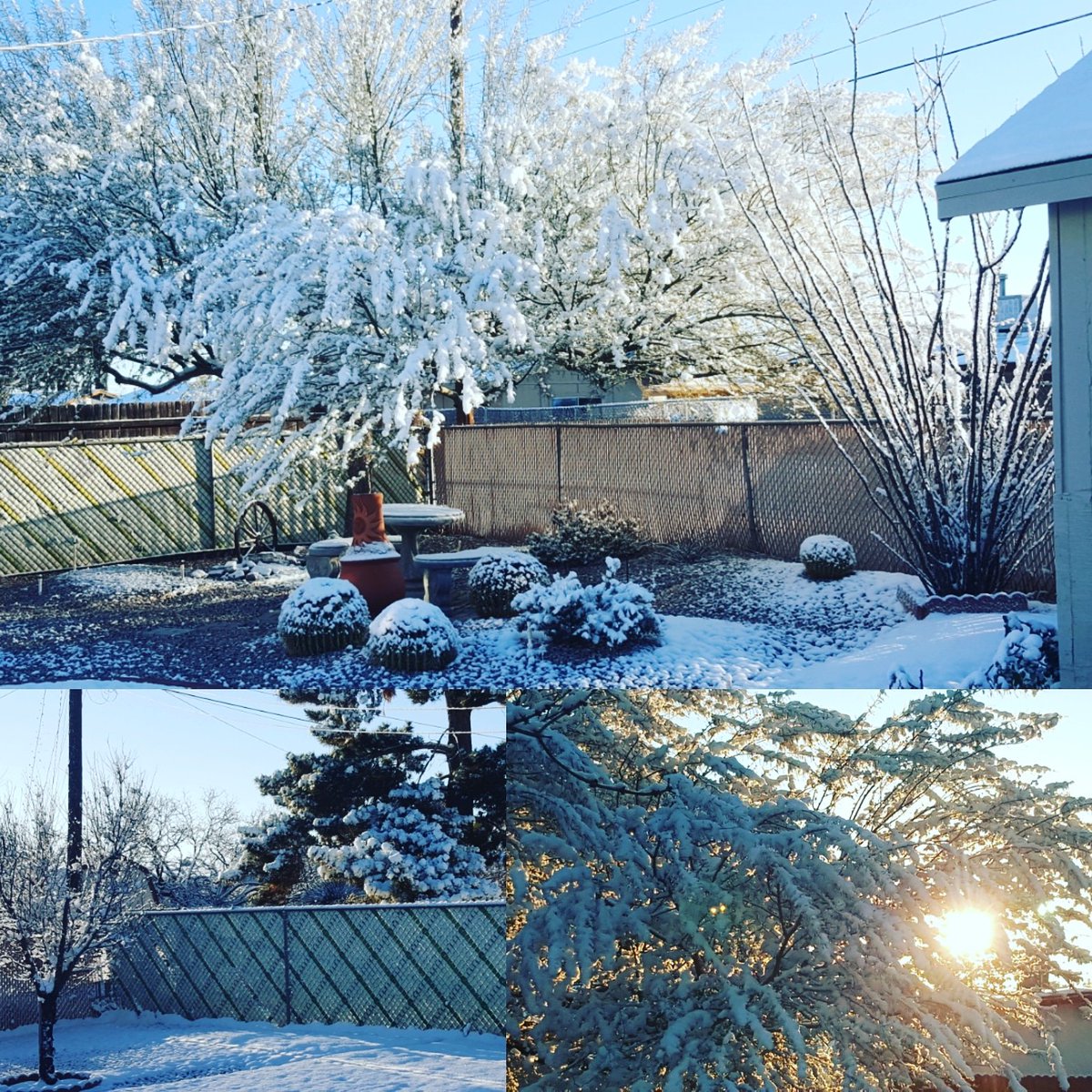 There is something so pretty about snow on tree branches. Yesterday was weird, but the sun is out and blue skies are back. Snow won't stay long, but it was pretty. #arizonaauthor #authorlife #snowinarizona #bjkurtz