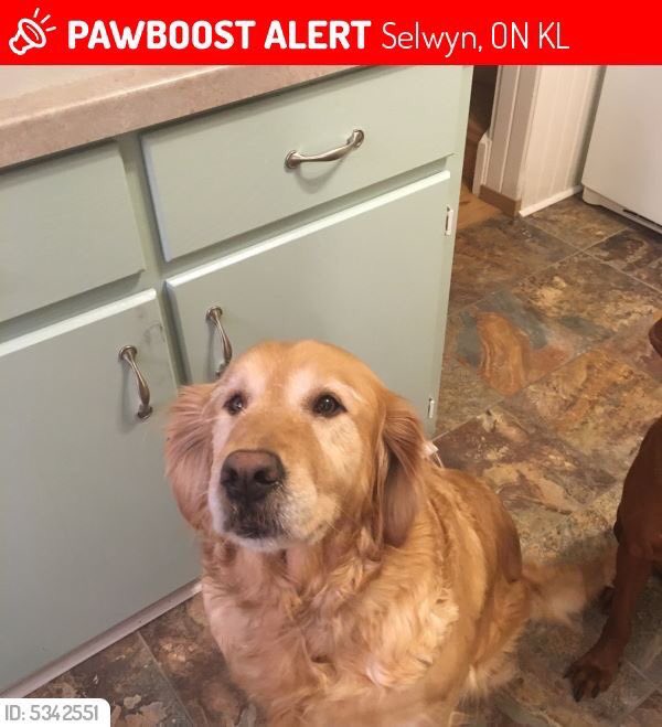GoldenRescue's tweet photo. UPDATE- BACK HOME!
LOST DOG - Female Golden retriever - "Finley" - Blue collar, LOST December 26, 2018 in Selwyn, ON K0L Youngs Point Road, Lakefield Peterborough County, ON.
#lostdog #lakefield #youngspoint #peterborough
ORIGINAL LINK: https://t.co/XcneyVH7pf… https://t.co/PVdBCKJJsK