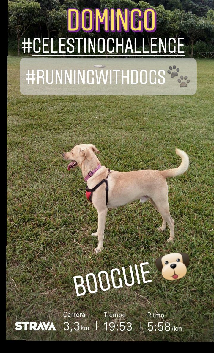 Portmarv26's tweet photo. Día 19 #Celestinochallenge #yoelegicorrer #RunningWhitDogs #loverunsmile #LoveRunAndSmile #AquiYaSeCorrio #Mivicioescorrer #RunningMan
#runners503
#strava
#CorrerMeHaEnseñado #CorrerEsMiPasion
#correVIVEsiente
#corrersinmiedo https://t.co/FmtvBKttKZ
