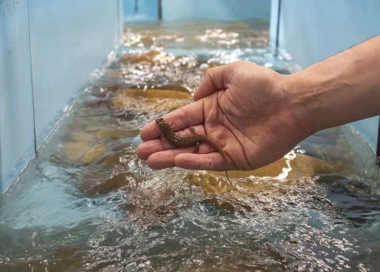 TNAquarium's tweet photo. From predicting how climate shifts could affect native salamanders, to studying the global impact of declining turtle species and MUCH more, our scientists had a busy 2018! Read more: https://t.co/GdB9ZJ64dr #2018Countdown https://t.co/XQEhqgGF4l
