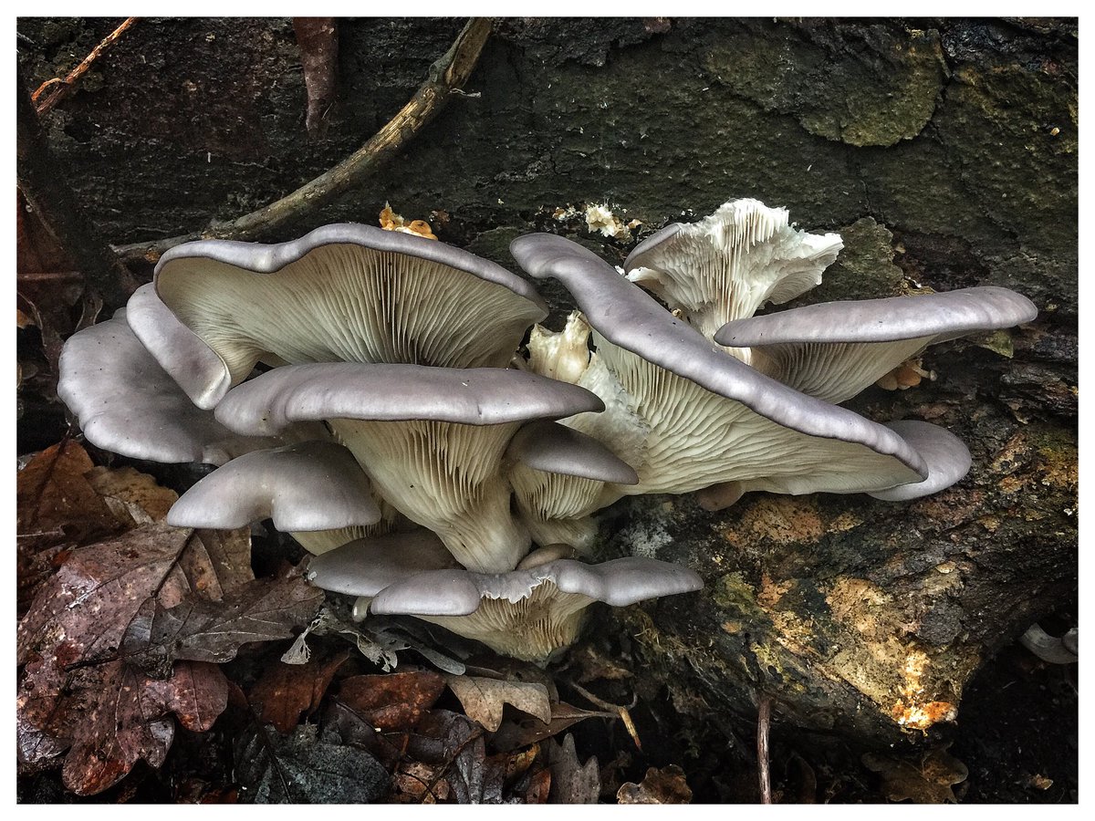 pitheadbaths's tweet photo. Superb cluster of Oyster Mushrooms in the plantation woods at Haigh, Wigan #mushroons #fungi #nature #naturalhistory #Haigh #Wigan https://t.co/mdBOgpROxB
