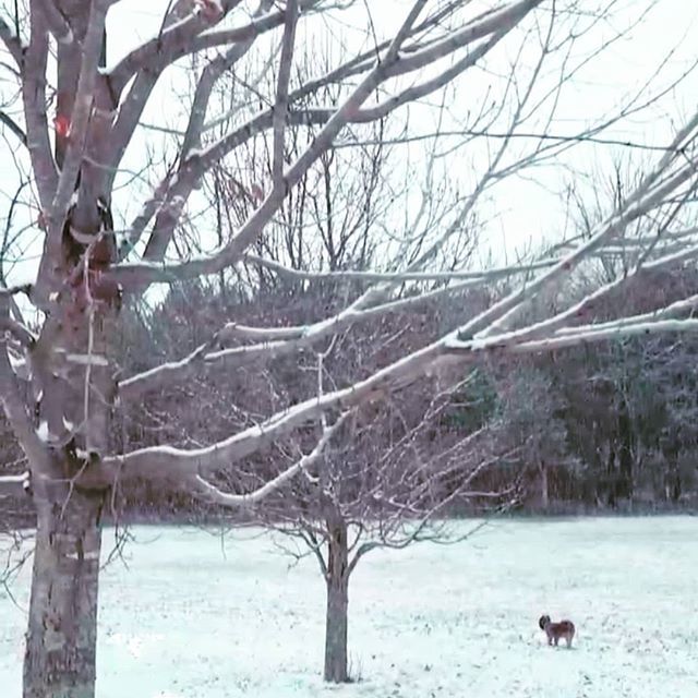 createtinyhouse's tweet photo. A beautiful snowfall this morning that laid on all the tree branches.
.
.
.
#nature #snow #trees #winter https://t.co/fZH2ttcvpq https://t.co/p3w4u39hh0