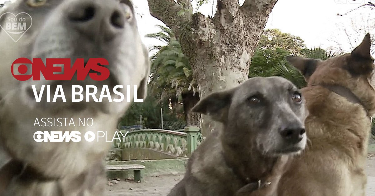 Na série #SoudoBemGNews, o #ViaBrasil mostra um adestrador de cães do Rio Grande do Sul que treina vira-latas. Os bichinhos aprendem a atravessar as ruas, a conseguir comida e a se livrar de alguns perigos. Assista no #GNewsPlay:
bit.ly/2GKlfEQ #GloboNews 🐶
