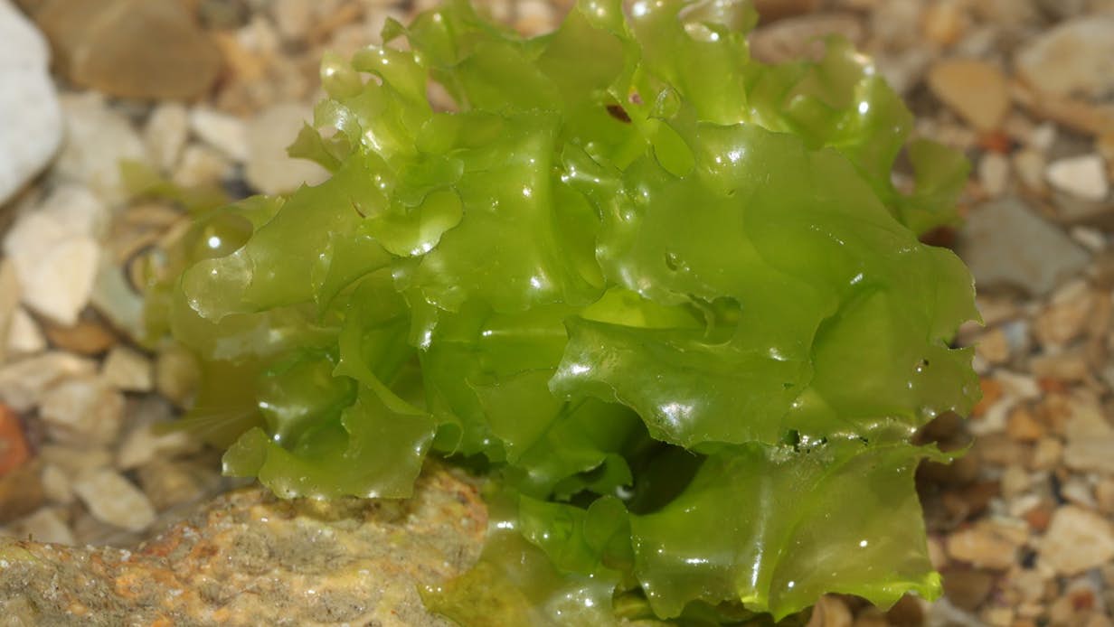 Картинки водорослей7
