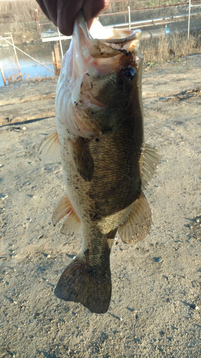LMLunkin's tweet photo. It was Soo cold yesterday morning that I had ice on my line guides but bass bite in the cold.
#bassfishing #bassfishingnation #largemouthbass #LargeMouthLunkin #abugarcia #wrightmcgillrods #garyyamamotocustombaits #senkos https://t.co/eb3vGvhlEW