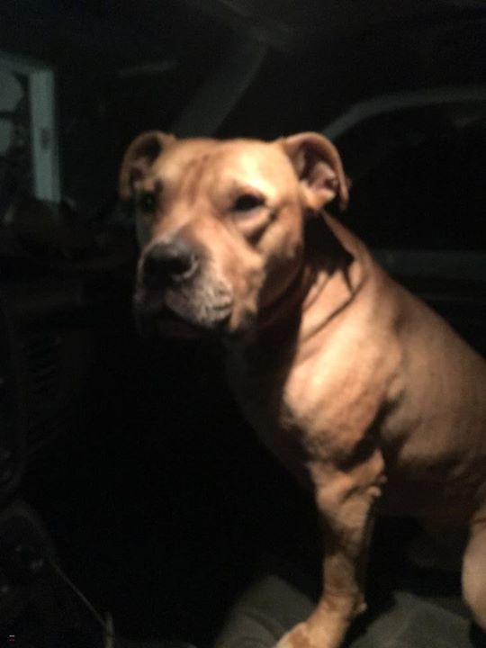 LostDogsIL's tweet photo. Home at last! Pit Bull from #DavisJunction #IL is home safe & sound. Message: "We canvases the area where we found him this morning and found his owner- she was very happy to have him back!!" Missing 12/29/2018. Reunited 12/30/2018. Welcome home! https://t.co/DzVIxVhIPl
