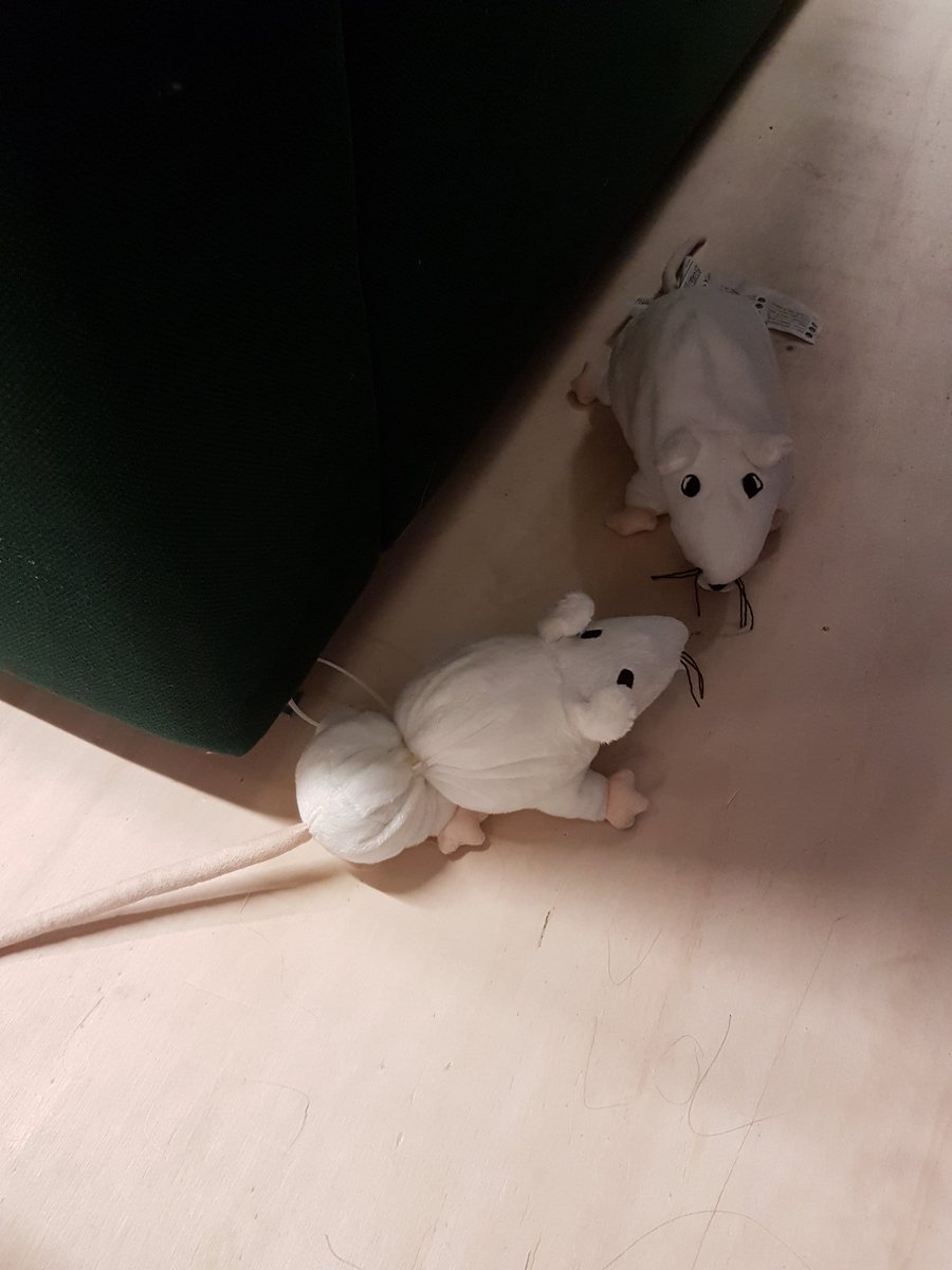SabineGankema's tweet photo. Hej @IKEANederland! Ik ben nu op visite in jullie filiaal in Duiven. Super gezellig, tot ik dit tafereel aantrof :(. Deze twee lijken het minder getroffen te hebben. Ik zie nog net geen tranen. #sad #benardepositie #tapijtafdeling. Red de Gosig Råtta! https://t.co/sCk9sQNdEp