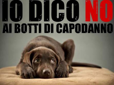 clementegu91's tweet photo. No ai botti di capodanno!  #noaibotti #Twitter https://t.co/hN2730blkR