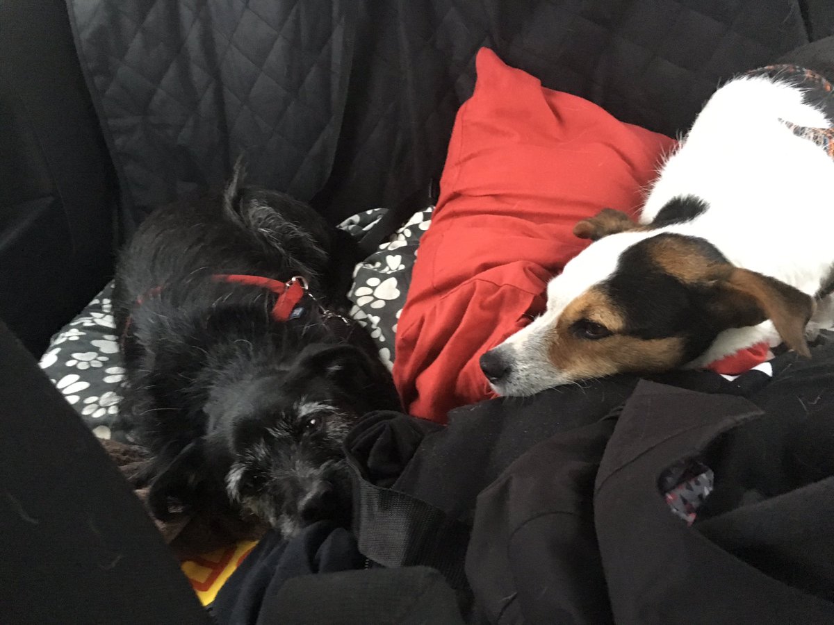WascherClaudia's tweet photo. Our vet informed us about potential implications of no deal #brexit for traveling with dogs. Up to 6 months waiting period (titre determination),...so this summer either not leaving 🇬🇧 or not coming back from 🇪🇺. Sad times. #notwithoutmydog https://t.co/IcBErux6a0