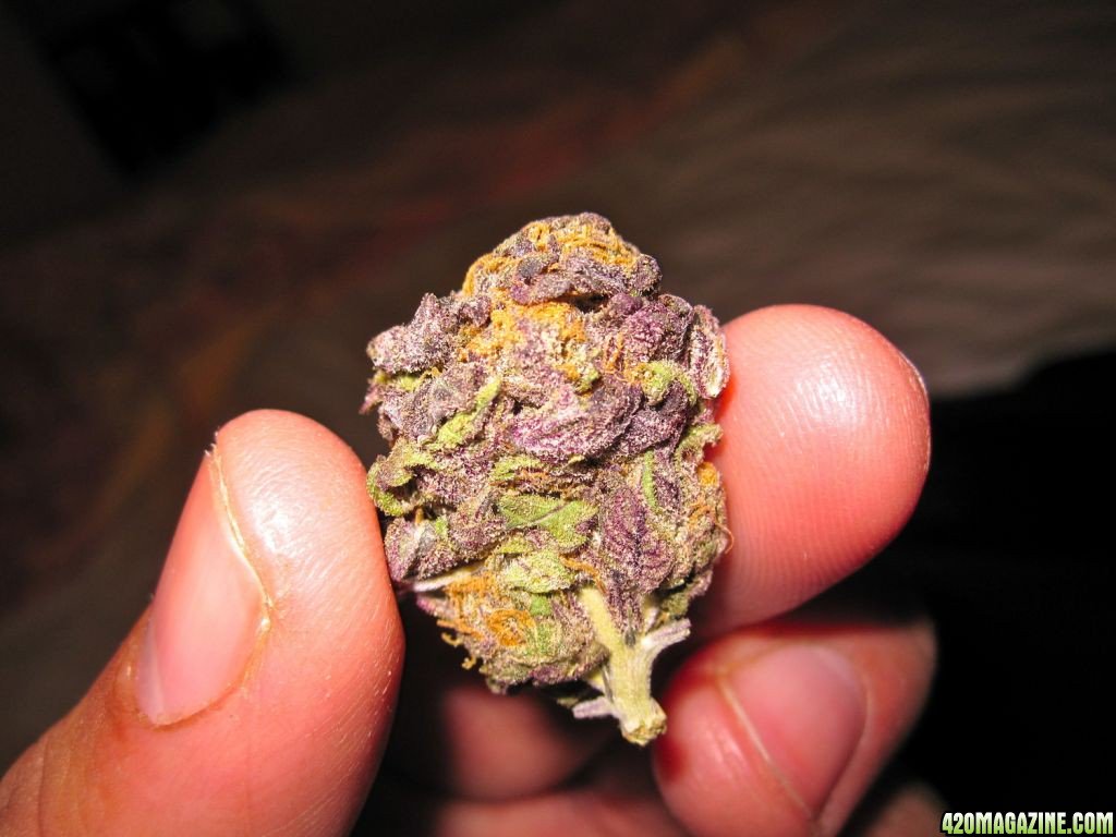 holding the  grand daddy purple makes a great sunday.happy its weekend and guys remember work begins tomorrow always remember to Dm us directly or call or text via +1(719)297-1986