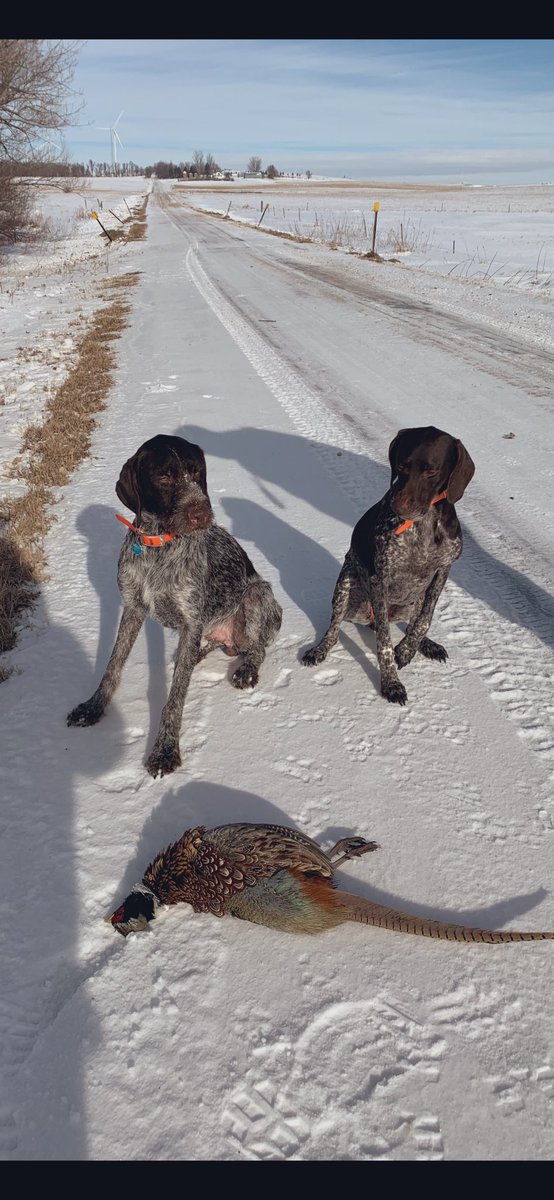 APWBauer's tweet image. Only one but these two worked hard to get it. Great retrieve over a creek. #uplandhunting @pheasants4ever