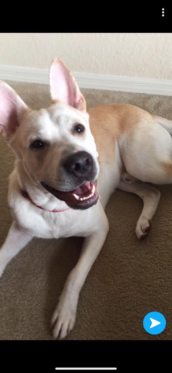 Anna Pesantes tweet media