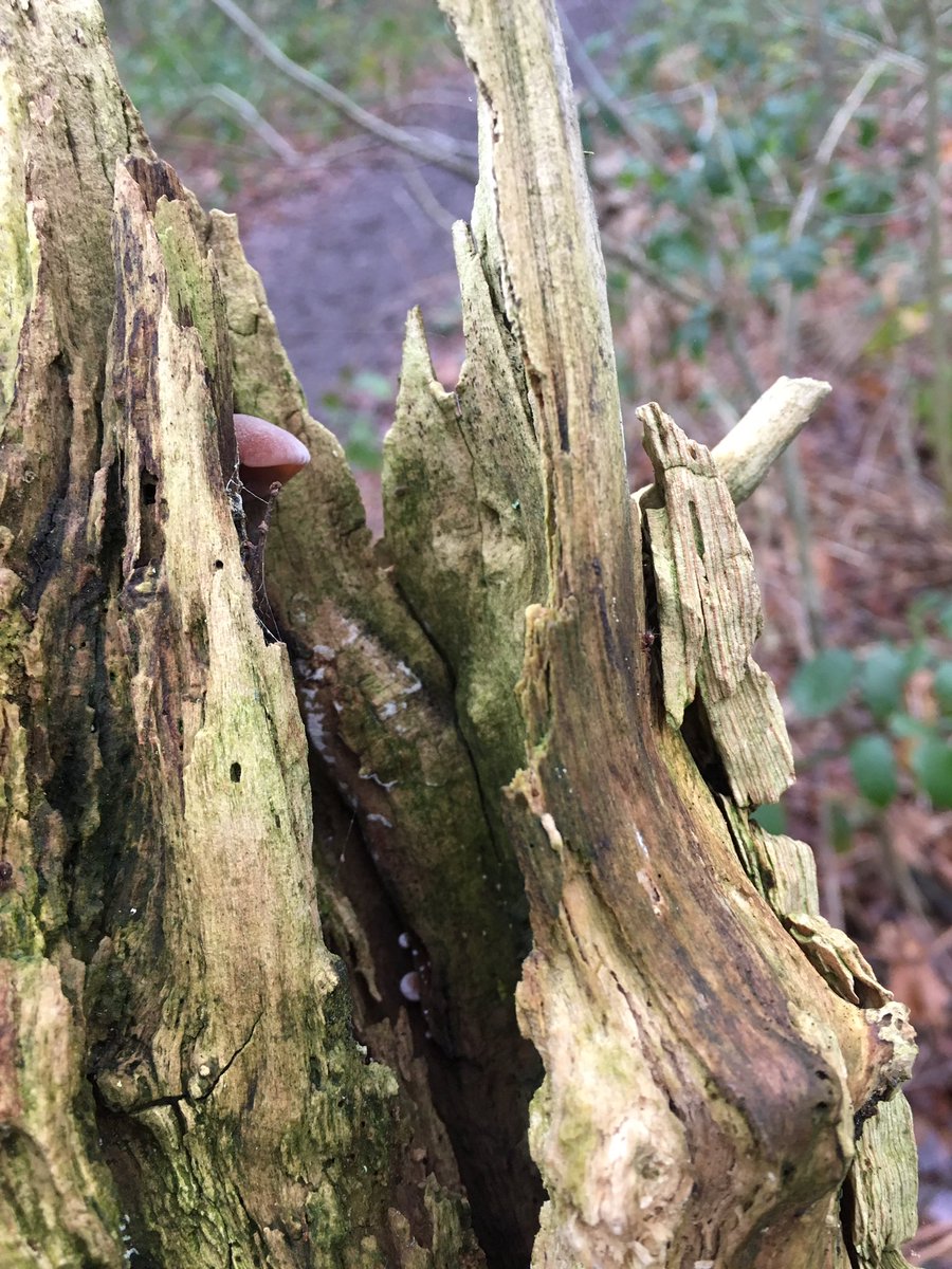 Sunday stroll #OxleasWood #7daysofWildChristmas  #fungi