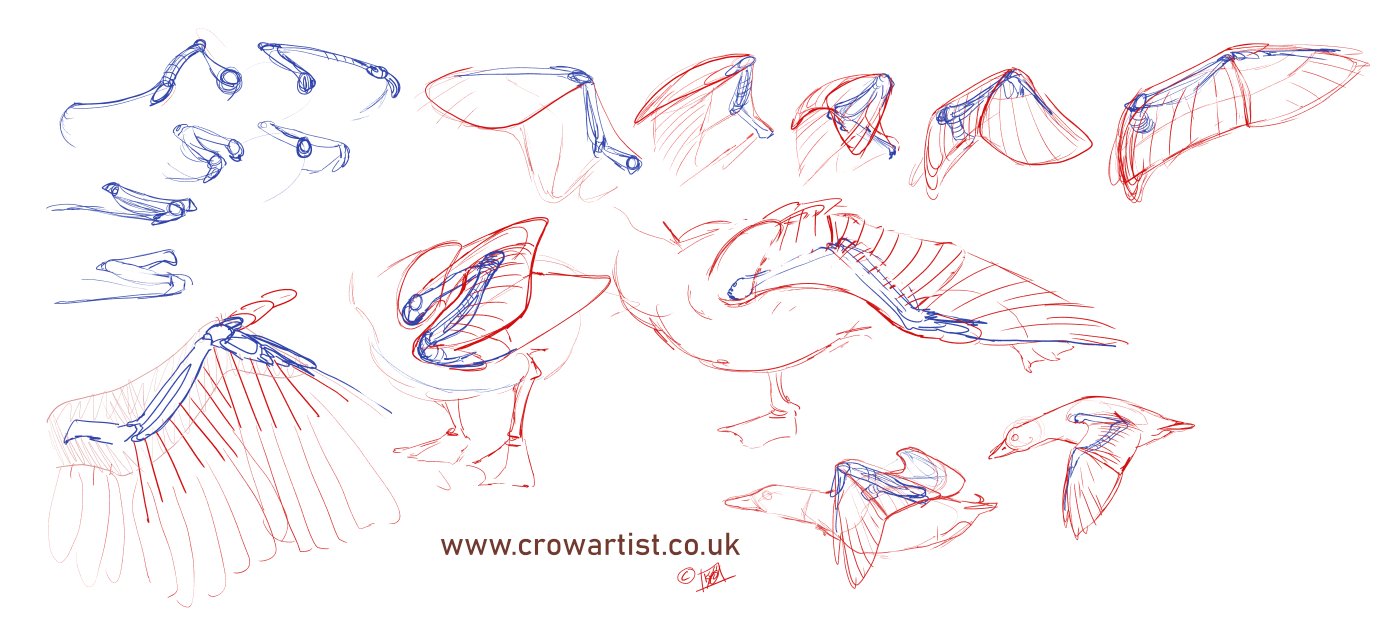🦩 Crow Artist 🦩 on Twitter: 🦩 Crow Artist 🦩 on Twitter: