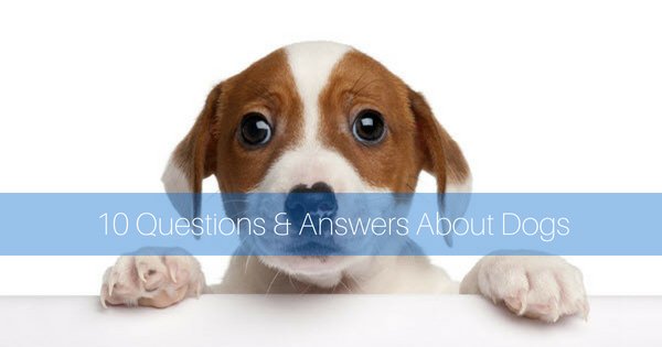 greenplanet777's tweet photo. https://t.co/yYkQHx5GLK 10 Questions And Answers About Dogs https://t.co/0zYsc1c4eA