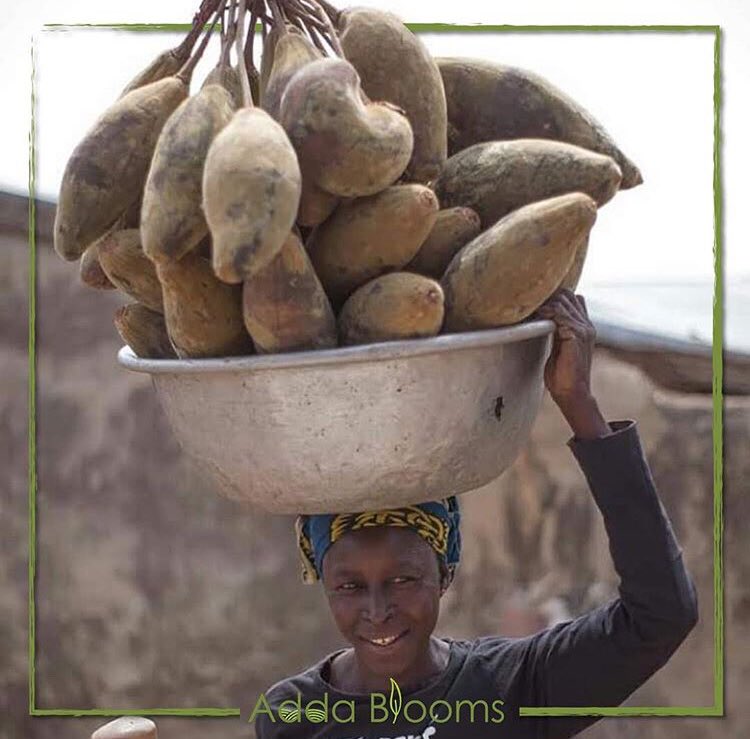 addablooms's tweet photo. #Baobab is the fruit of Africa's 'Tree of Life'. It’s the only fruit in the world that dries naturally on the branch.
#butHowDoYouBloom #juicingforhealth #juicingforweightloss  #likeforlikes  #fitness  #toronto #janeandfinch #Ghana #addablooms #nutritionist #vegan #wellness https://t.co/b5EnTa2Qte